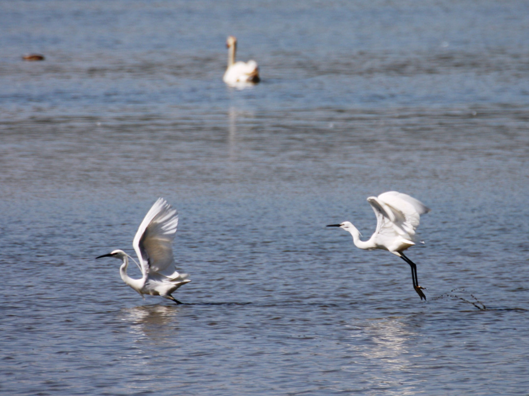 Oasi WWF Lago di Alviano景点图片