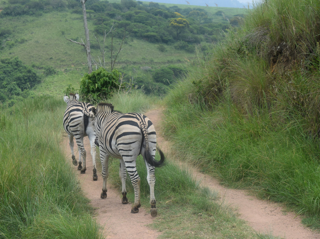 Phezulu Safari Park景点图片