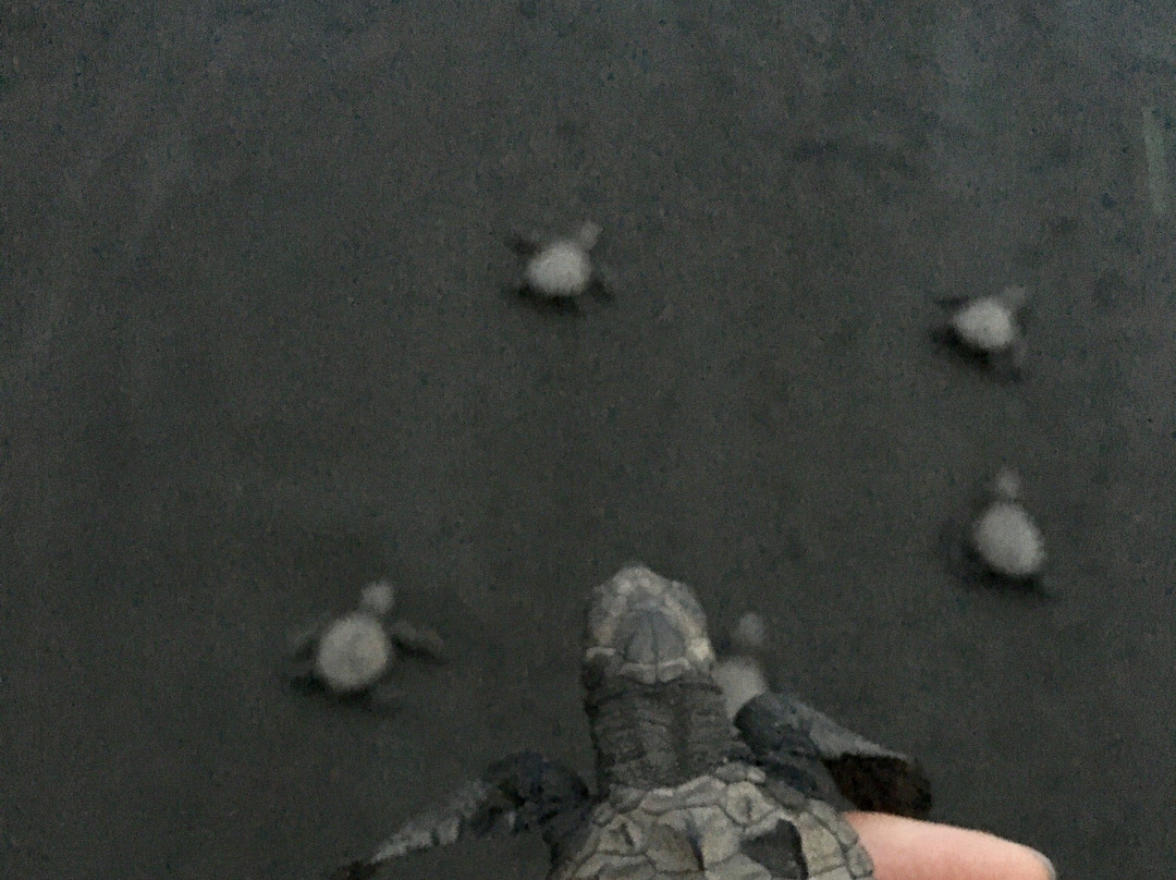 Tortugas Del Pacifico景点图片
