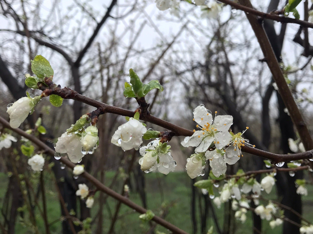 Torghabeh旅游攻略图片
