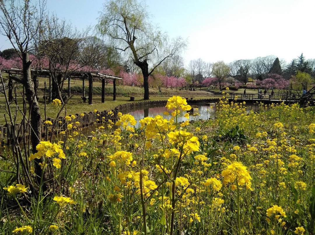 Koga Kubo Park-古河市必去景点