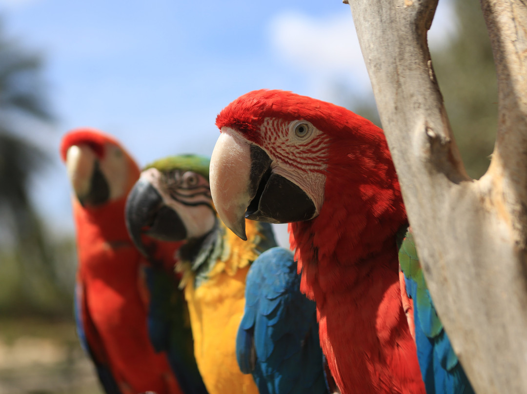 Le Zoo d'Agadir-阿加迪尔必去景点