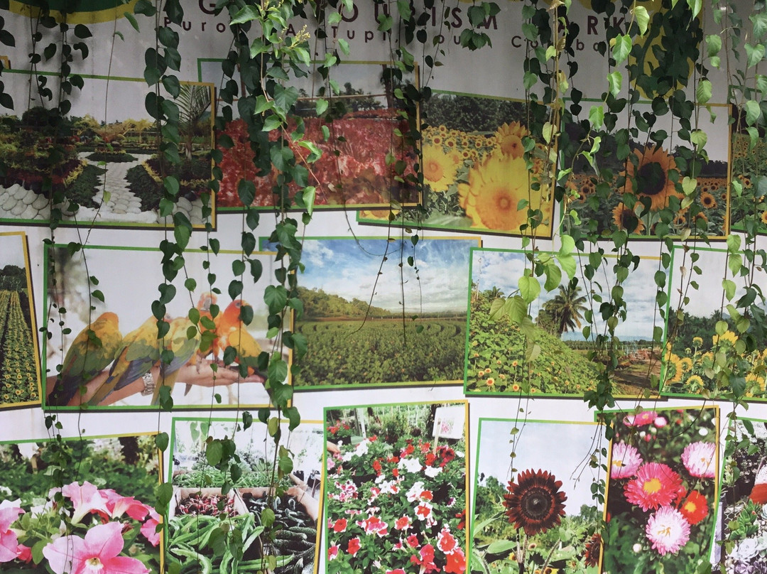Mariano's Blooming Agri-Tourism Park-Tupi必去景点