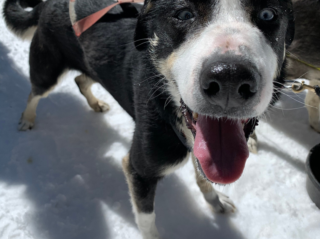 Monarch Dog Sled Rides-Monarch必去景点