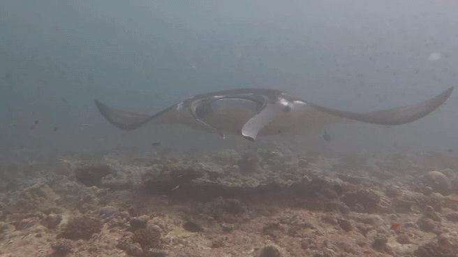 SUB AQUA DiveCenter Angaga景点图片