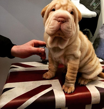 Paws On Sofas-Haworth必去景点