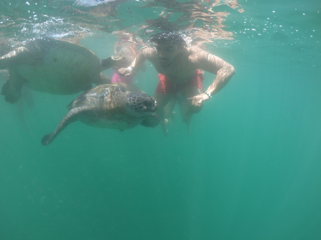 Nadando con Tortugas en El Nuro-Piura必去景点