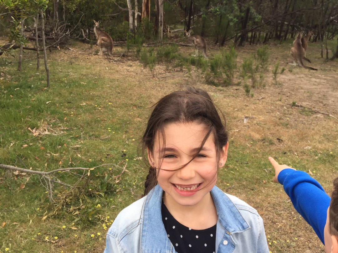 Kanga Tours - Kangaroo Sightseeing Tours-Gisborne必去景点