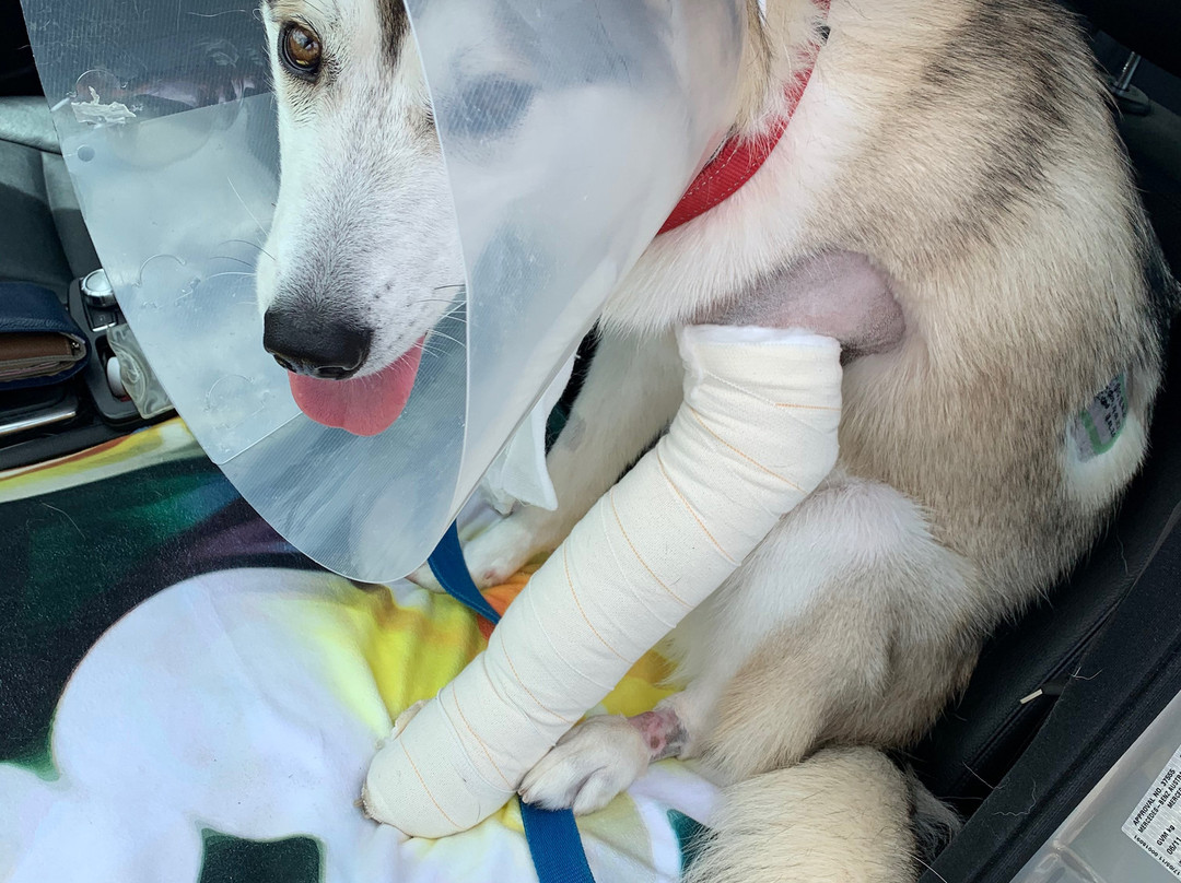 Jadran Motel & El Jay Holiday Lodge主图