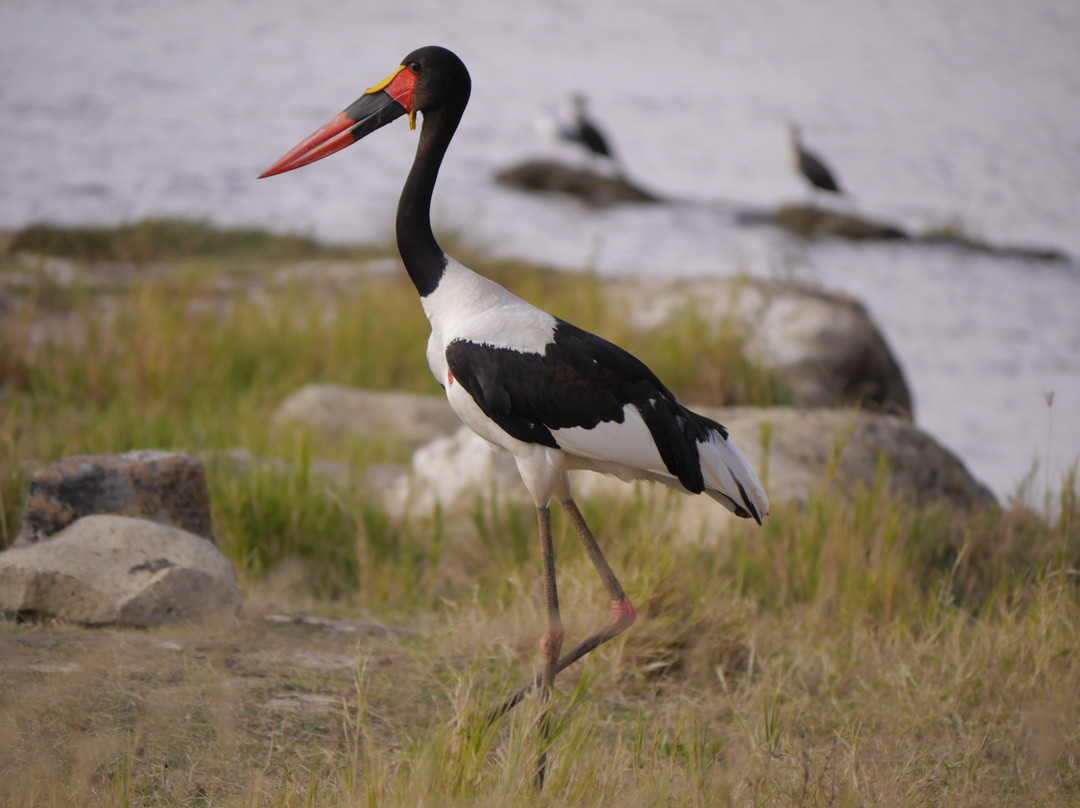 Ethiopian Endemic Birdwatching Tours-拉利贝拉必去景点