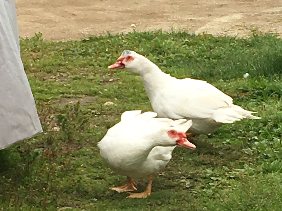 Robbins Family Farm景点图片