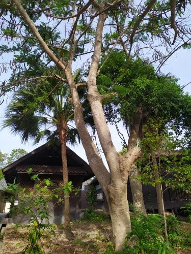 班拉雅度假村主图