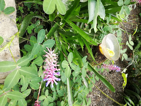 Amaranta Mariposario-佩雷拉必去景点