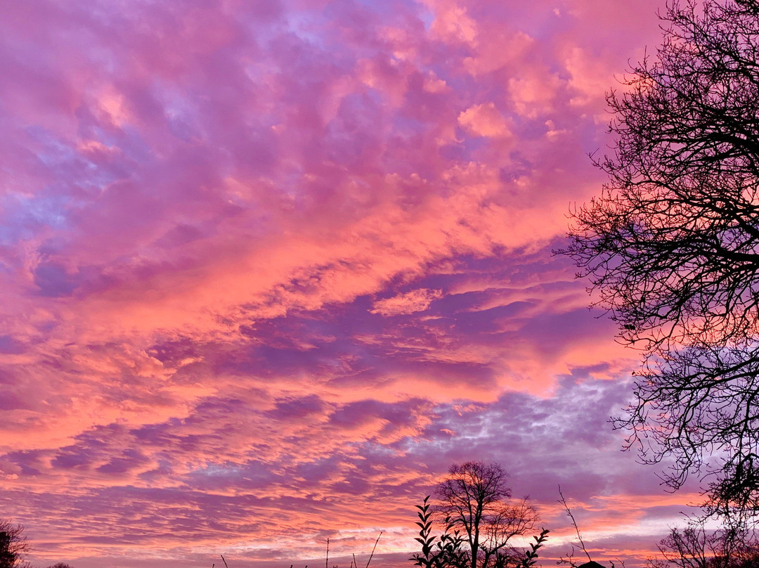 金雀花大厅乡村酒店主图