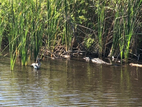 Loxahatchee Everglades Airboat Tours-Parkland必去景点