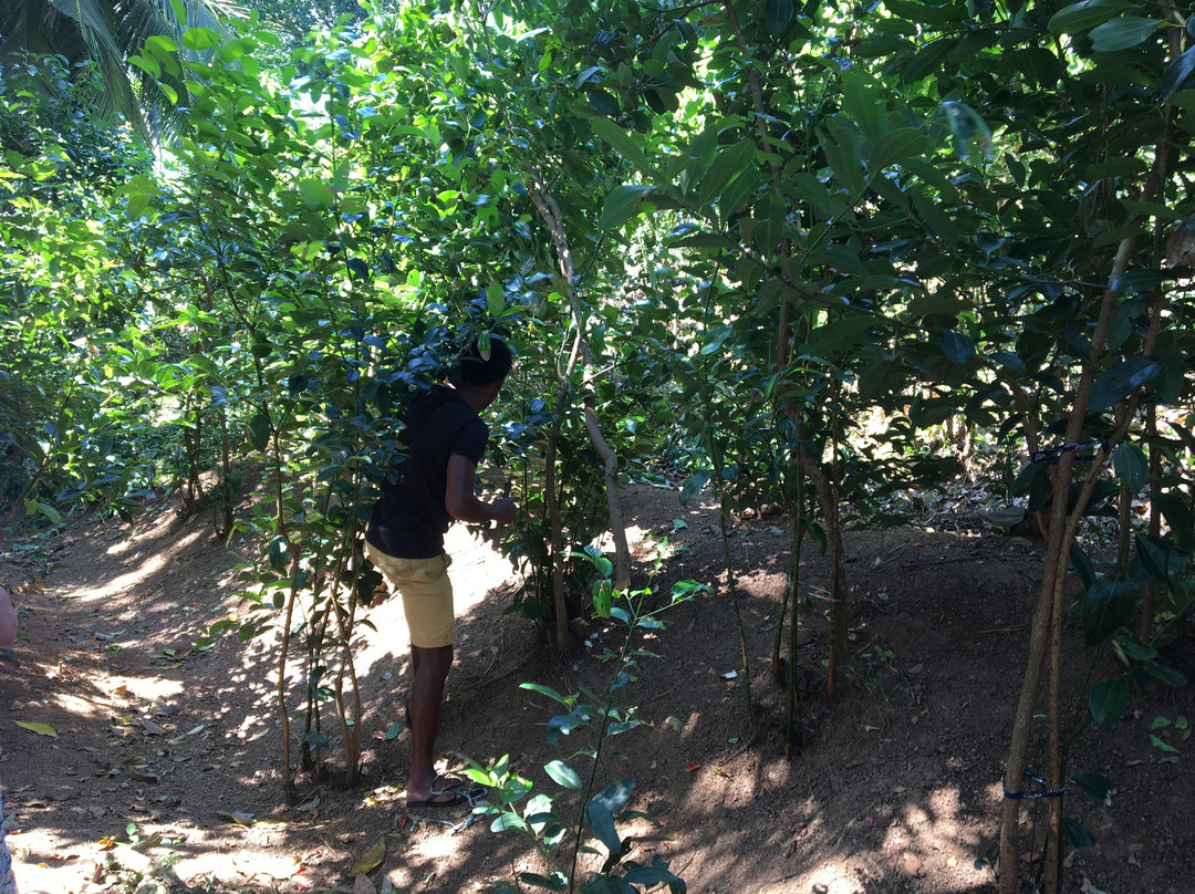 Shikra Cinnamon-Gandara必去景点