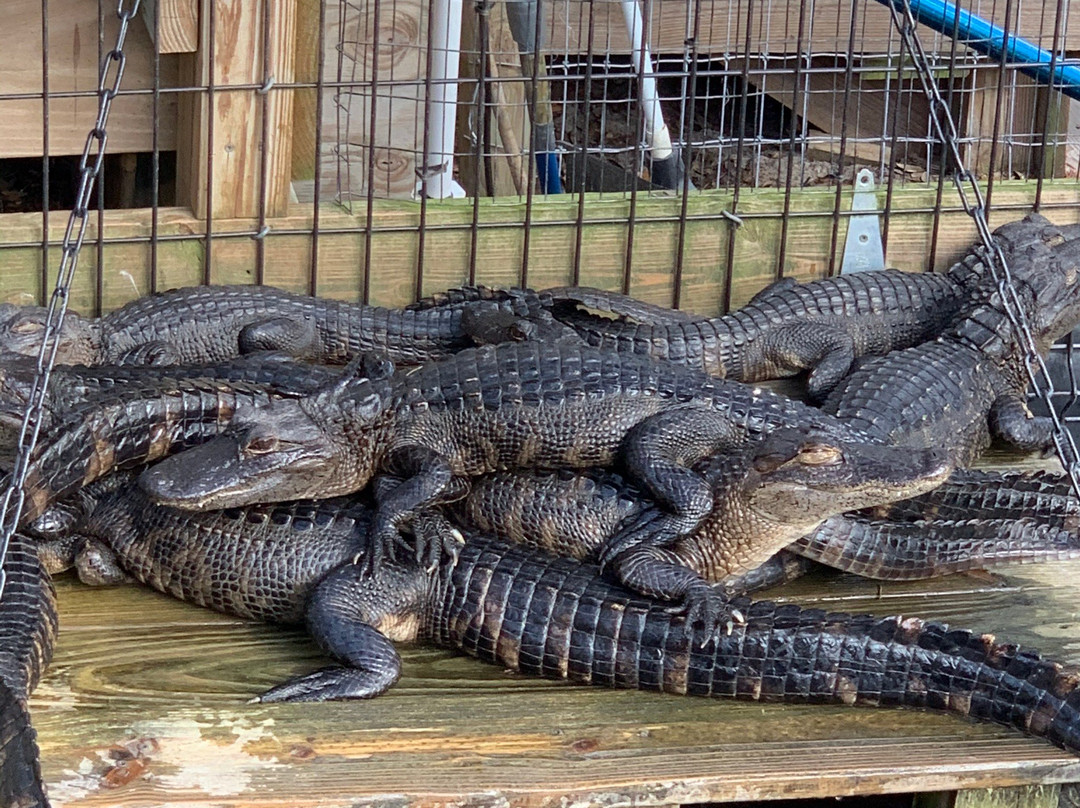 GatorWorld Parks of Florida Inc.景点图片