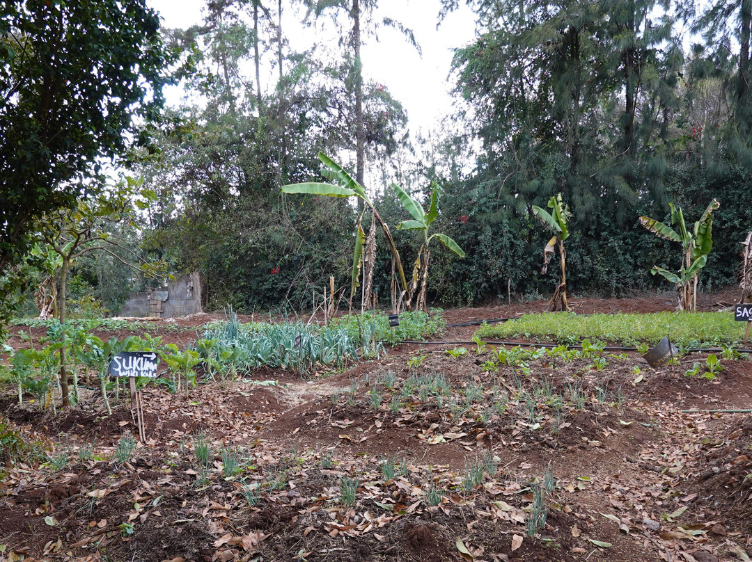 Karen Little Paradise主图