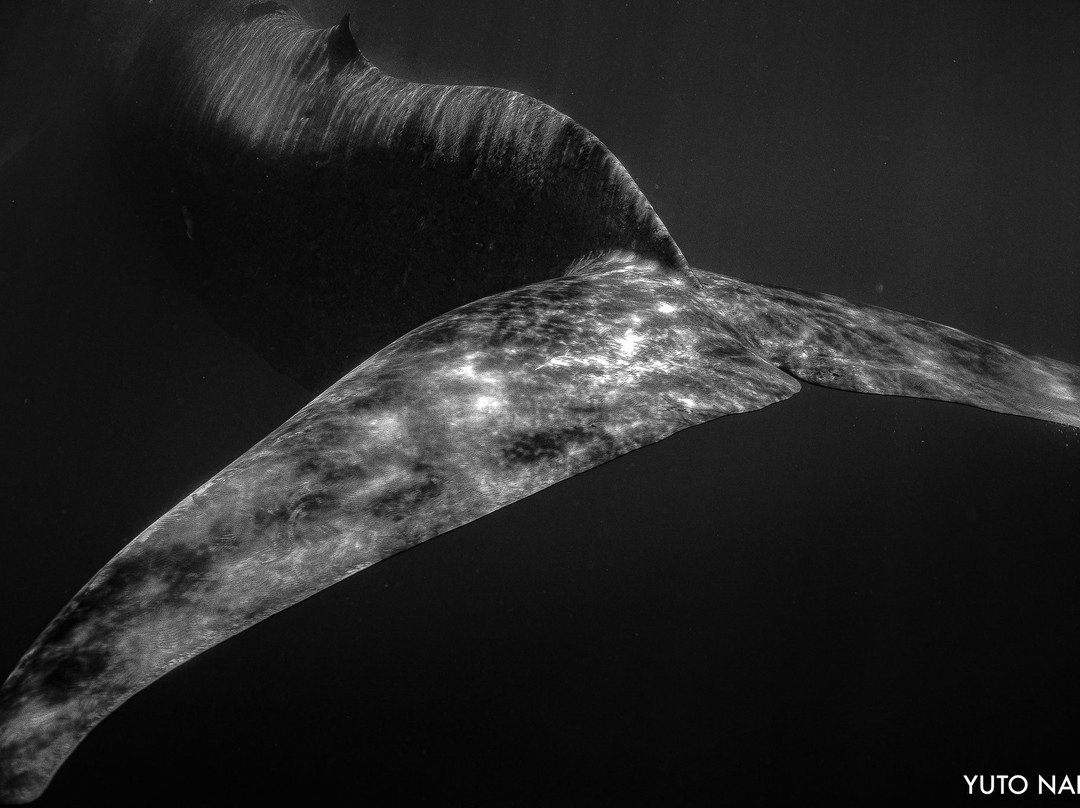 Mirissa Bay Diving-美蕊沙必去景点