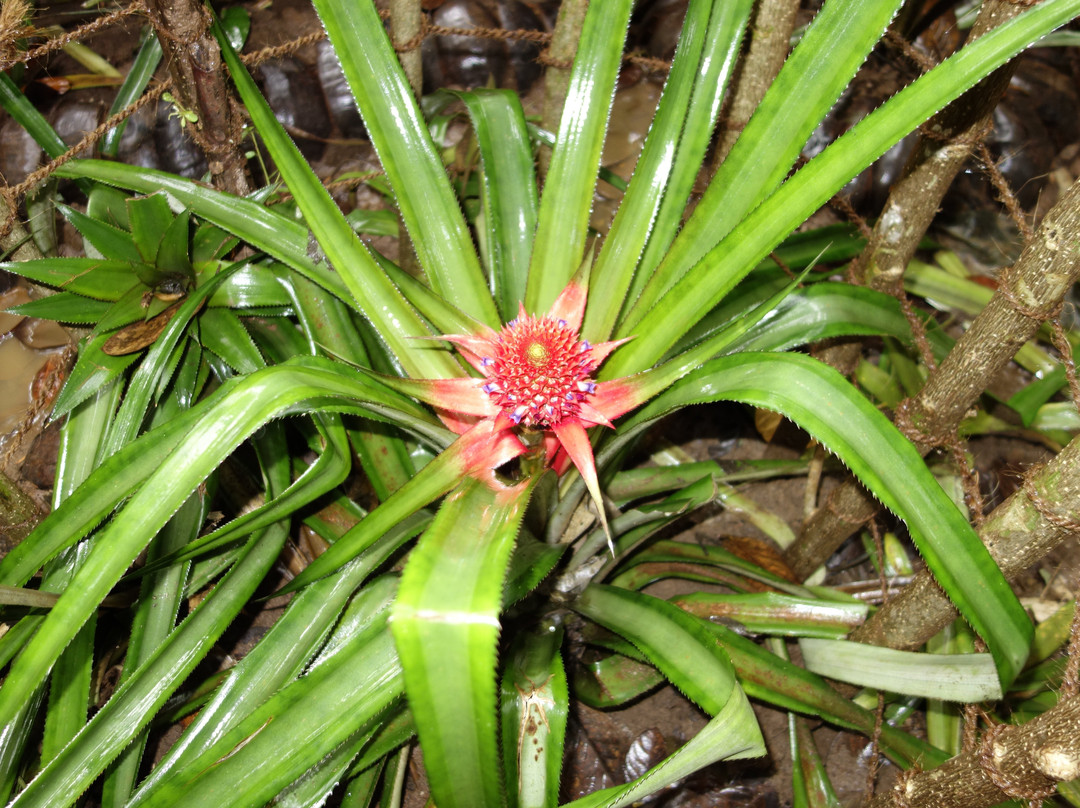 Luck Grove Spice Garden-Matale必去景点