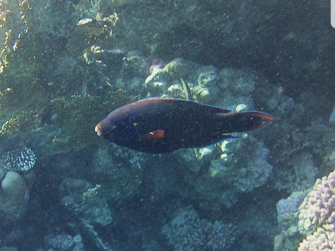 Coraya Divers Coraya Bay-马萨阿拉姆必去景点