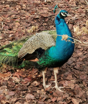Forstbotanischer Garten-科隆必去景点