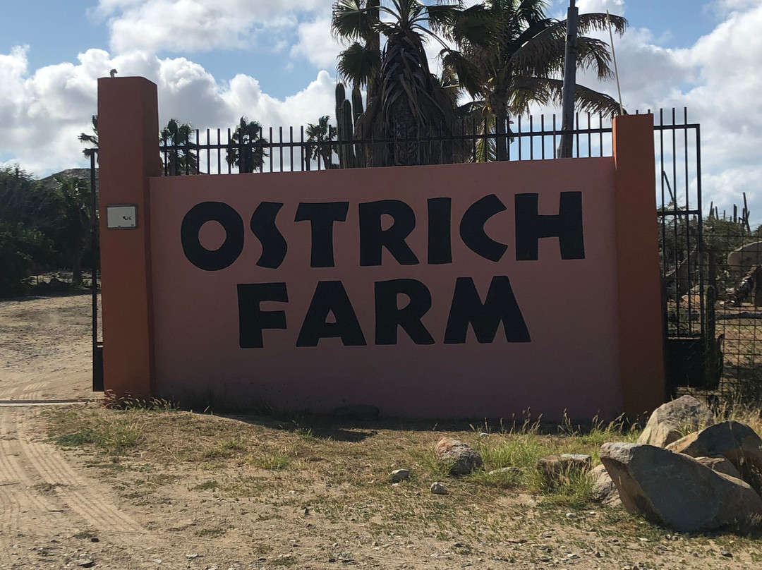 Aruba Ostrich Farm景点图片