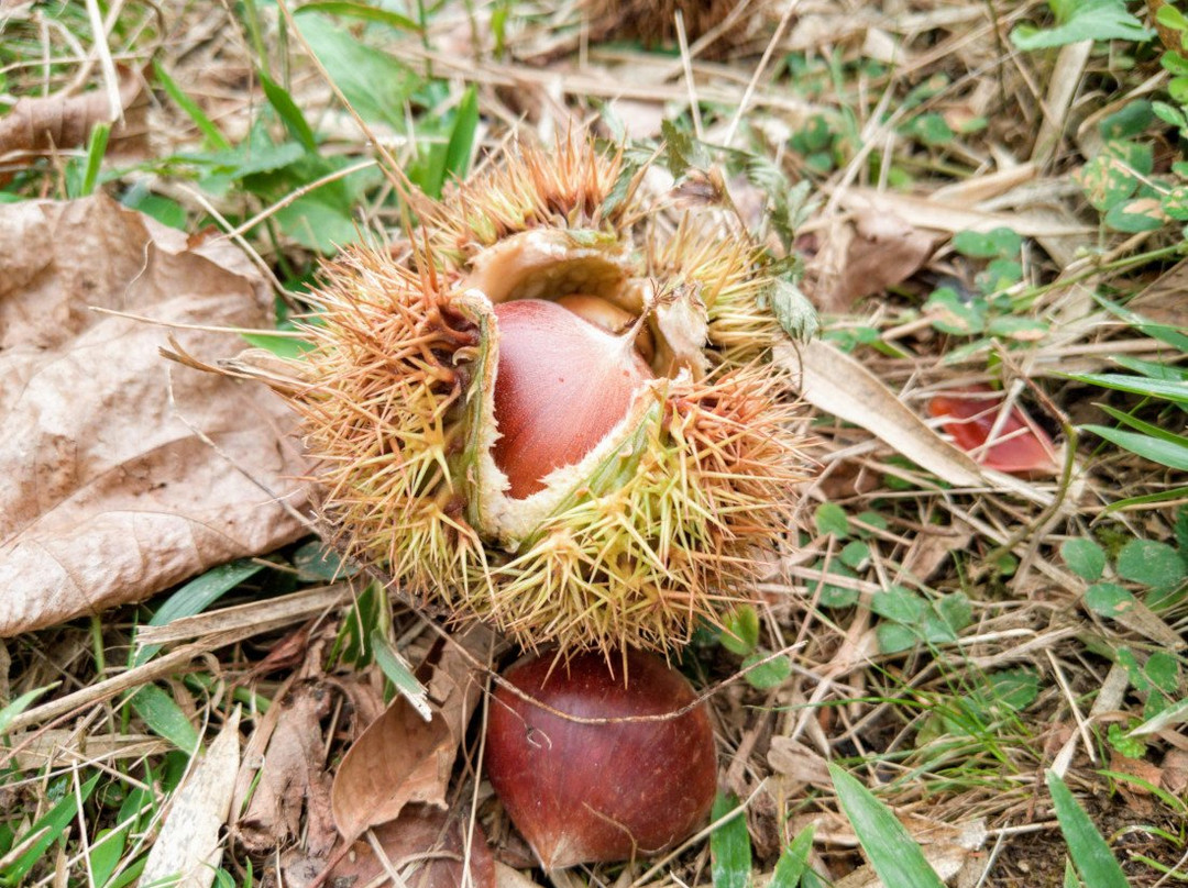 Michi-no-Eki-Nose (Kuri no Sato)-能势町必去景点