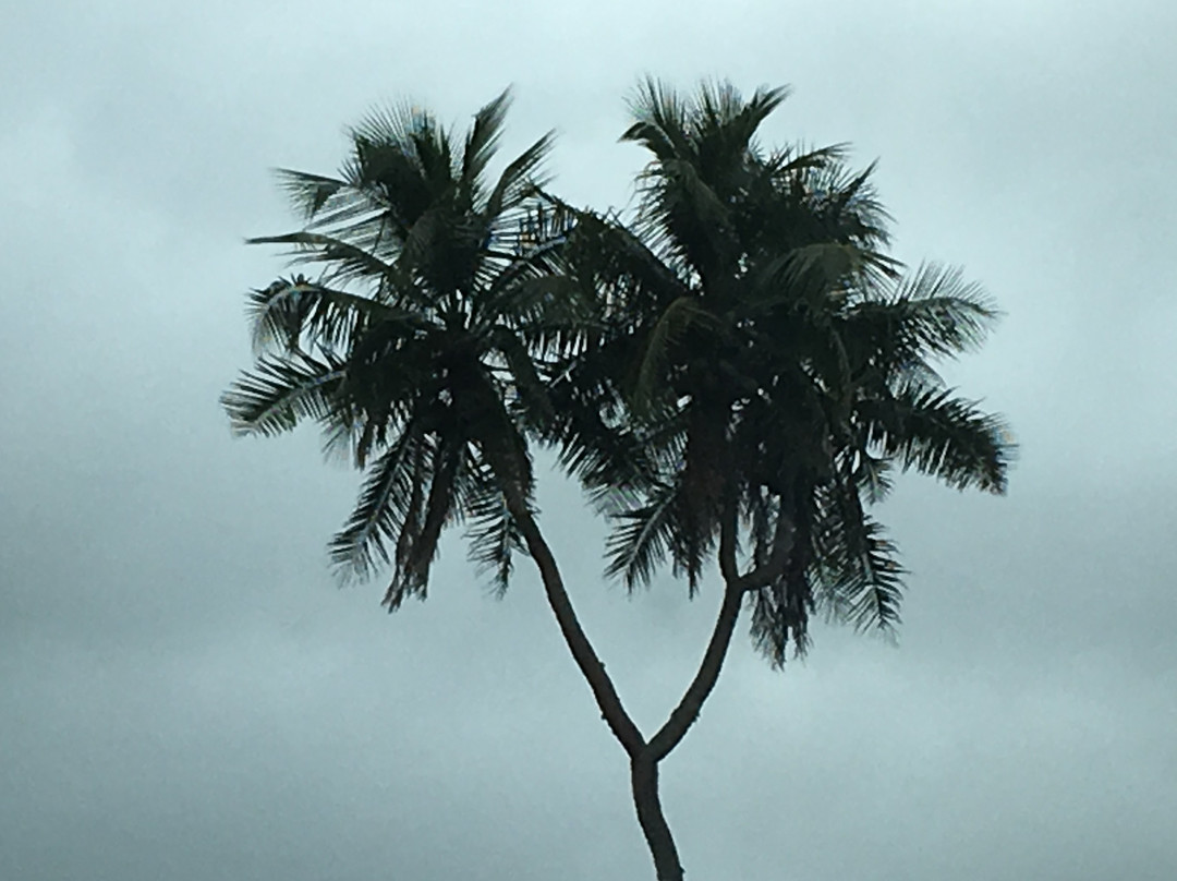 3 Headed Coconut-Tongatapu Island必去景点