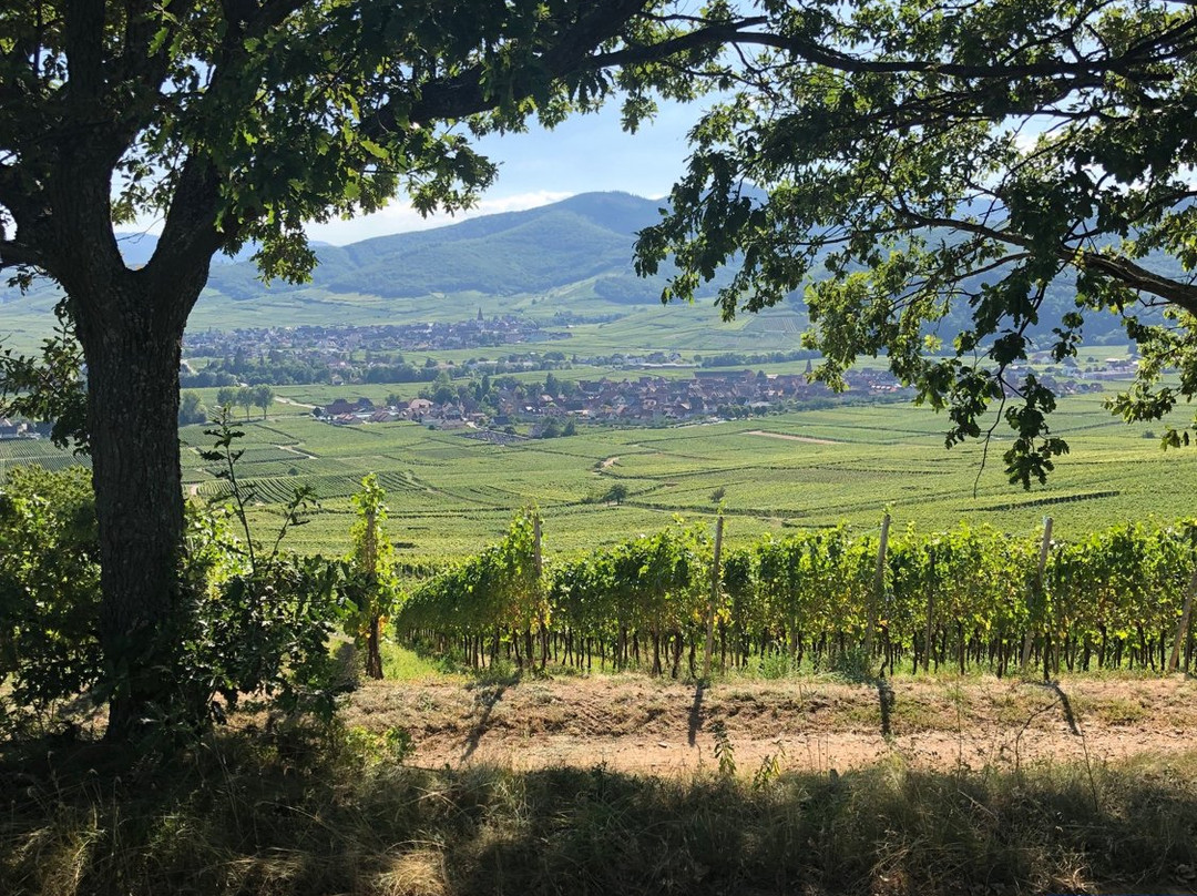 Bestheim-Bennwihr必去景点