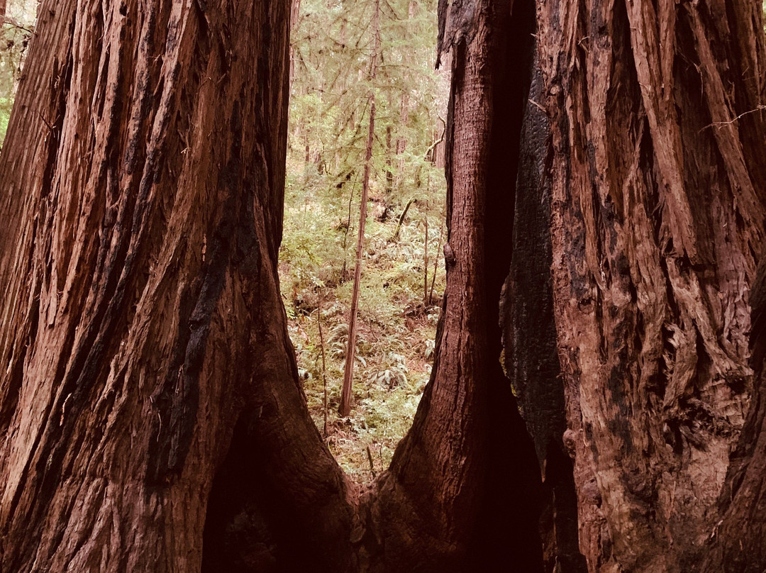 Tom's Muir Woods Walking Tours景点图片
