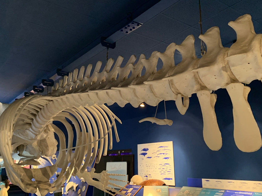 Natural History Museum-马斯喀特必去景点