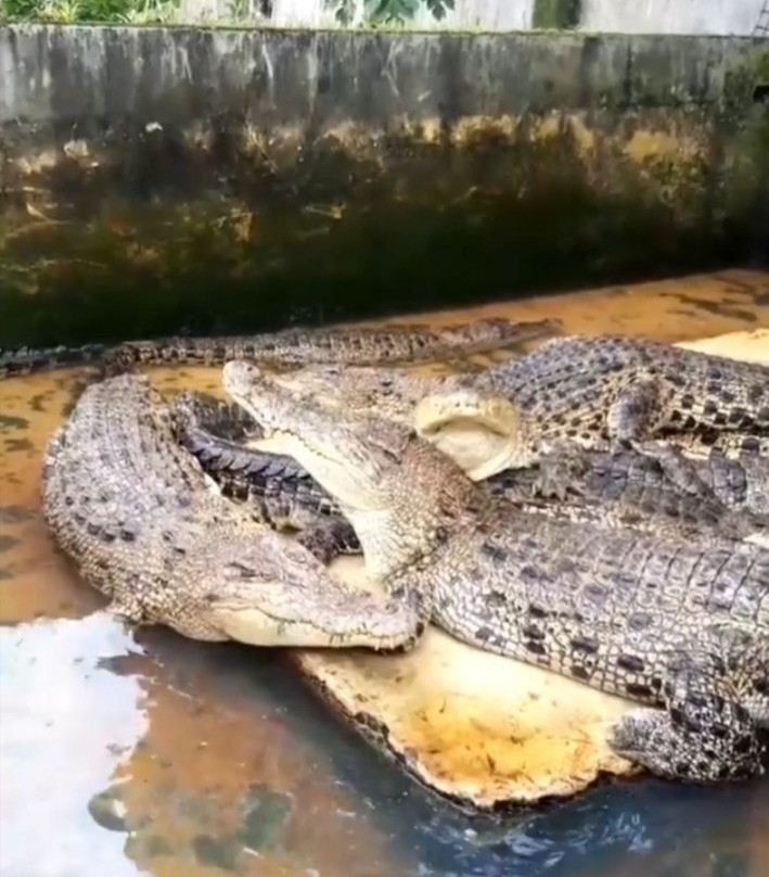 Asam Kumbang Crocodile Farm-棉兰必去景点