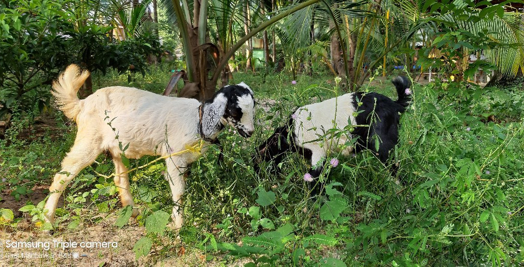 Mithbavkar's Homestay主图