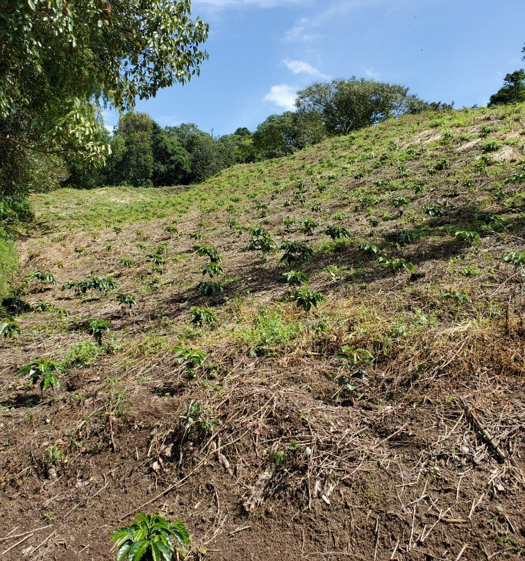Colombia Coffee Tour-麦德林必去景点