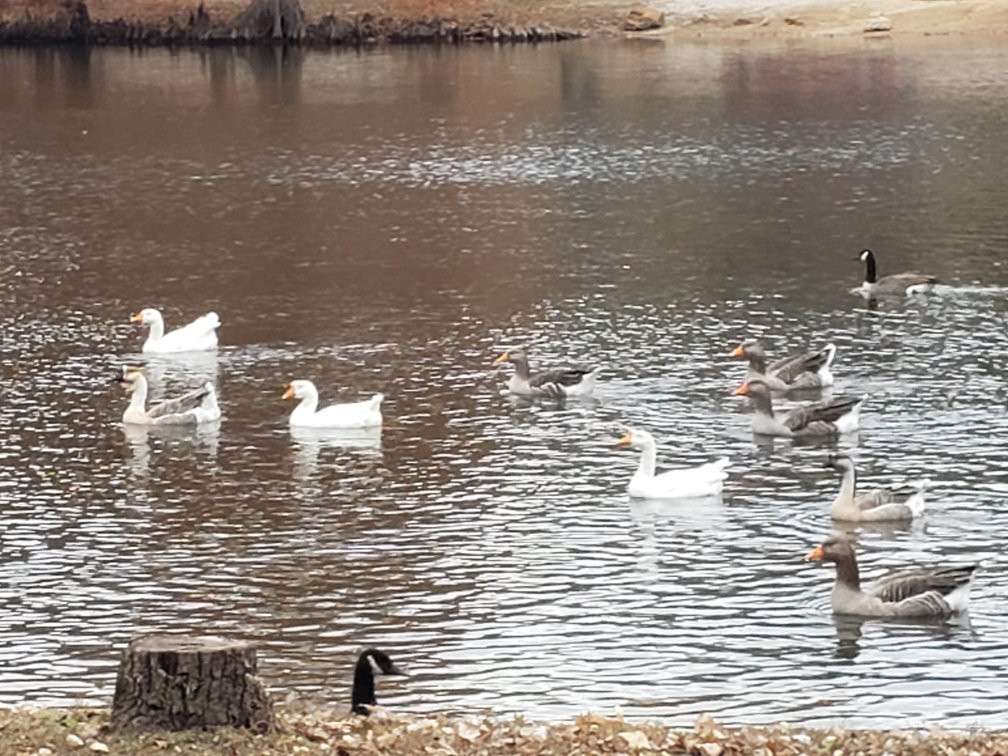Dunnegan Memorial Park-Bolivar必去景点