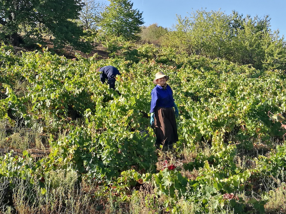 Vinas Del Bierzo-Camponaraya必去景点
