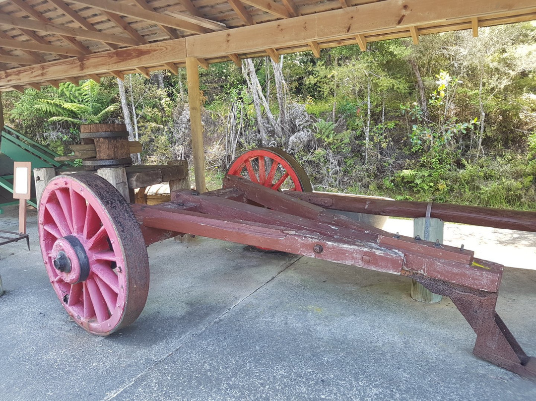 Parry Kauri Park-瓦卡沃夫必去景点