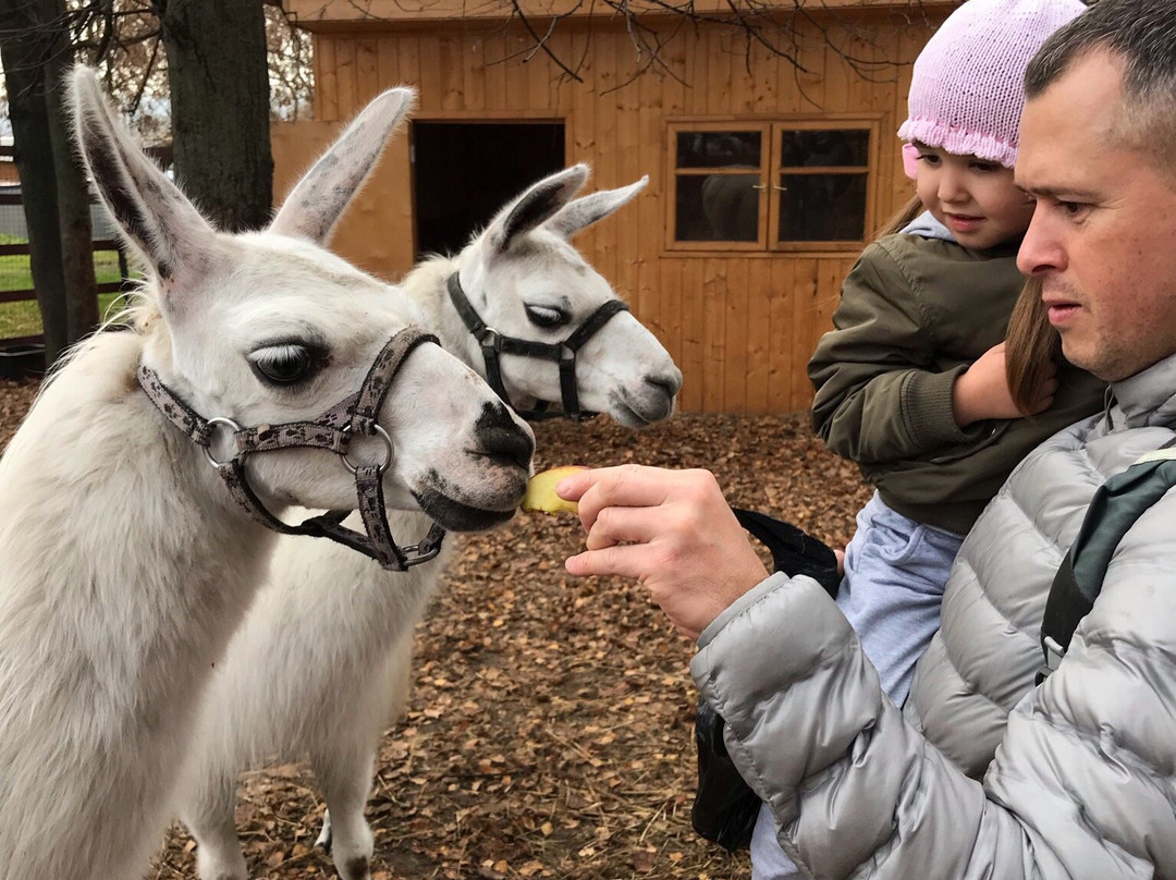 Mini-zoo Sozidatel景点图片