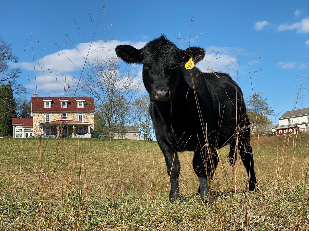 Avondale HIlls Farm景点图片