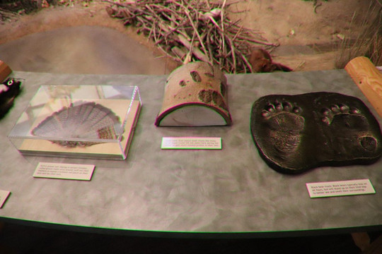 Rocky Mountain Elk Foundation-米苏拉必去景点