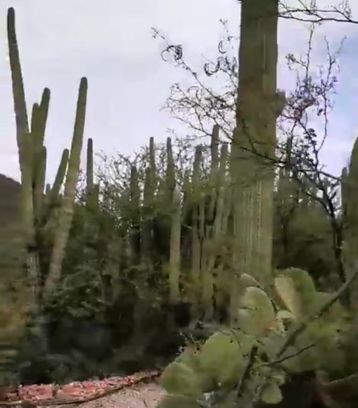 Jardin Botanico Helia Bravo Hollis景点图片