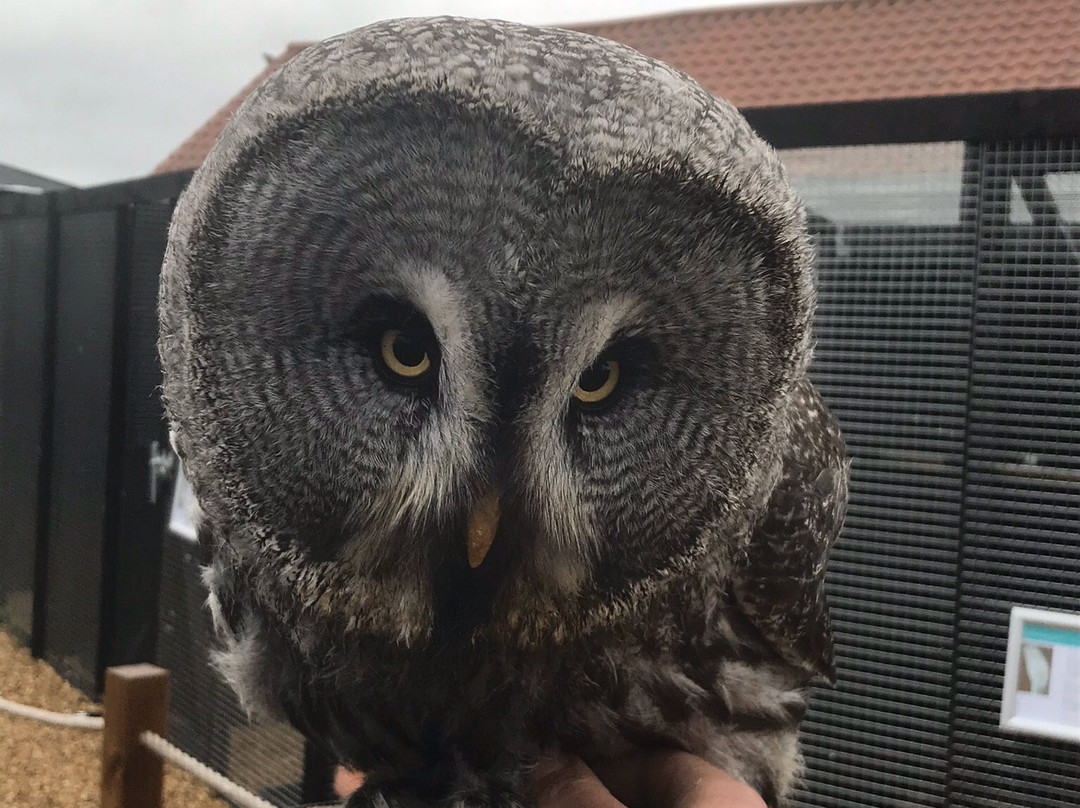 Birds of Prey Centre-Wilstead必去景点