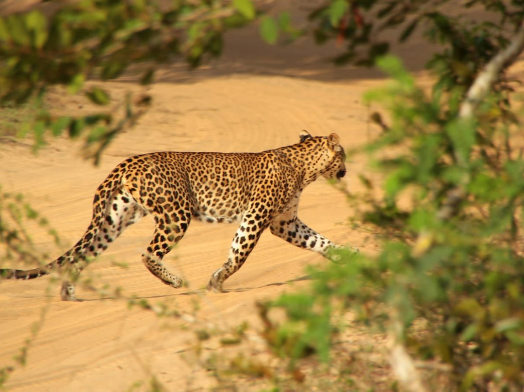 null-Wilpattu National Park