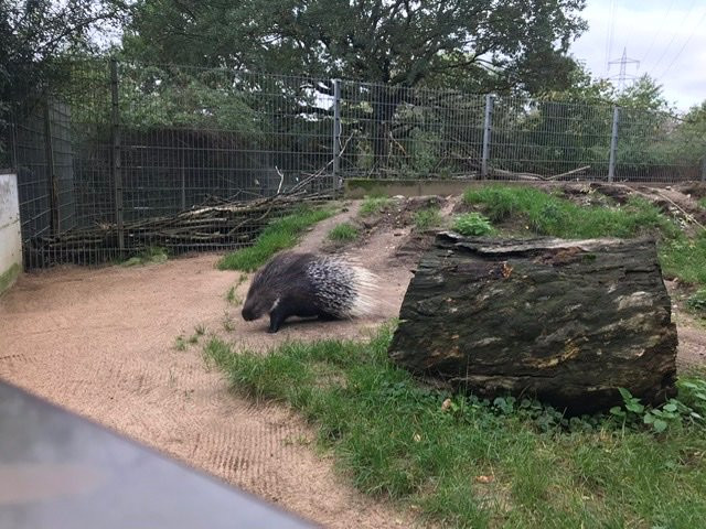 Wildpark Reuschenberg景点图片