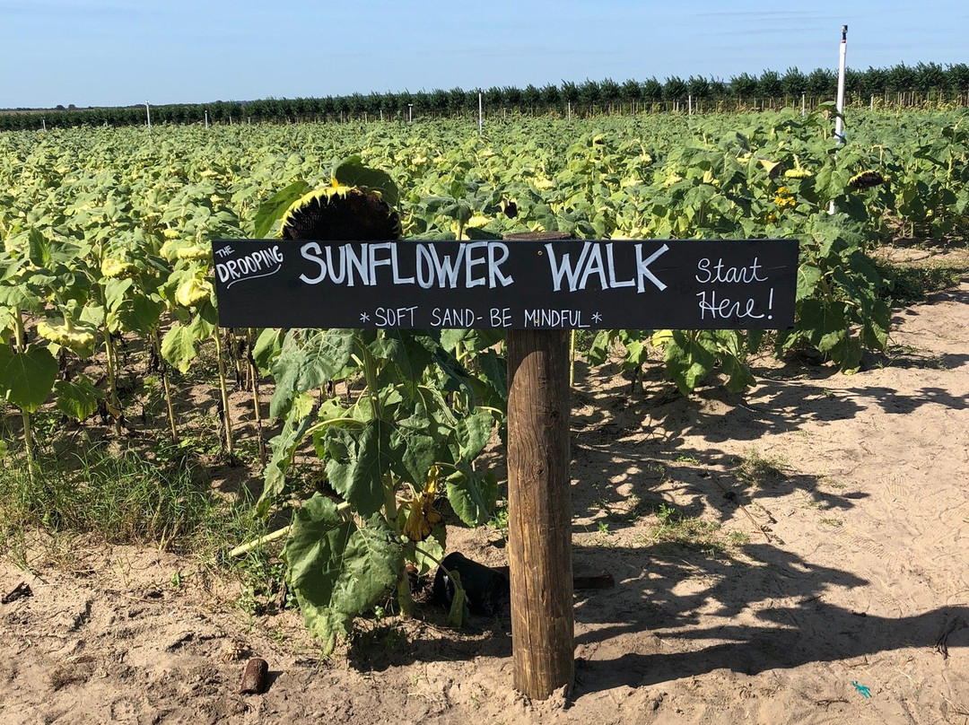 Southern Hill Farms-Clermont必去景点