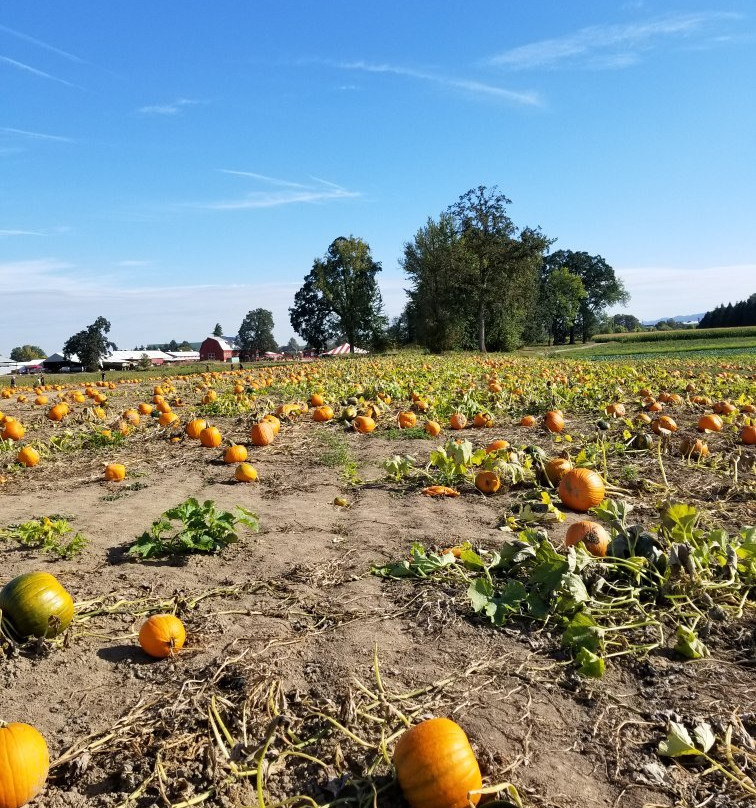 Sauvie Island Farms-波特兰必去景点