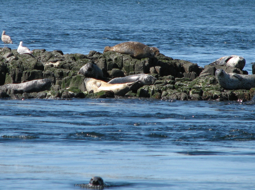 Brier Island Whale and Seabird Cruises景点图片