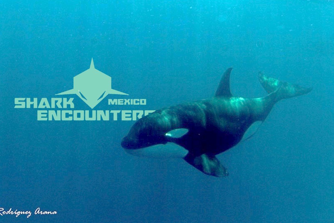 Shark Encounters Mexico-拉巴斯必去景点