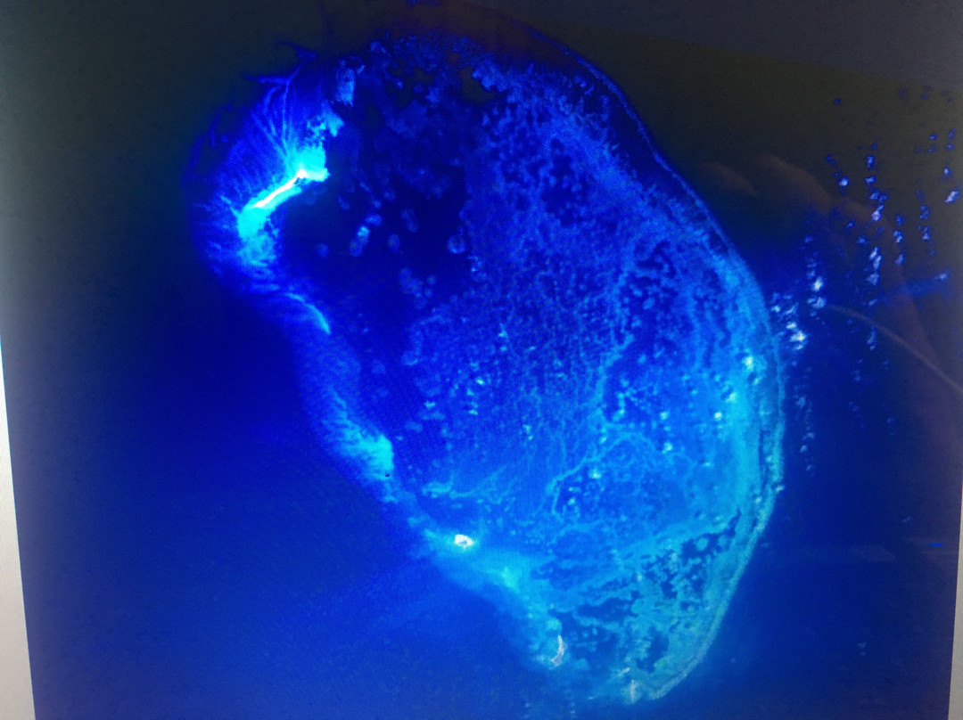 Progreso旅游景点-Scorpion Reef